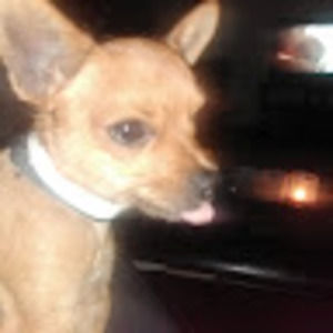 Meet your Posher, Rex lee